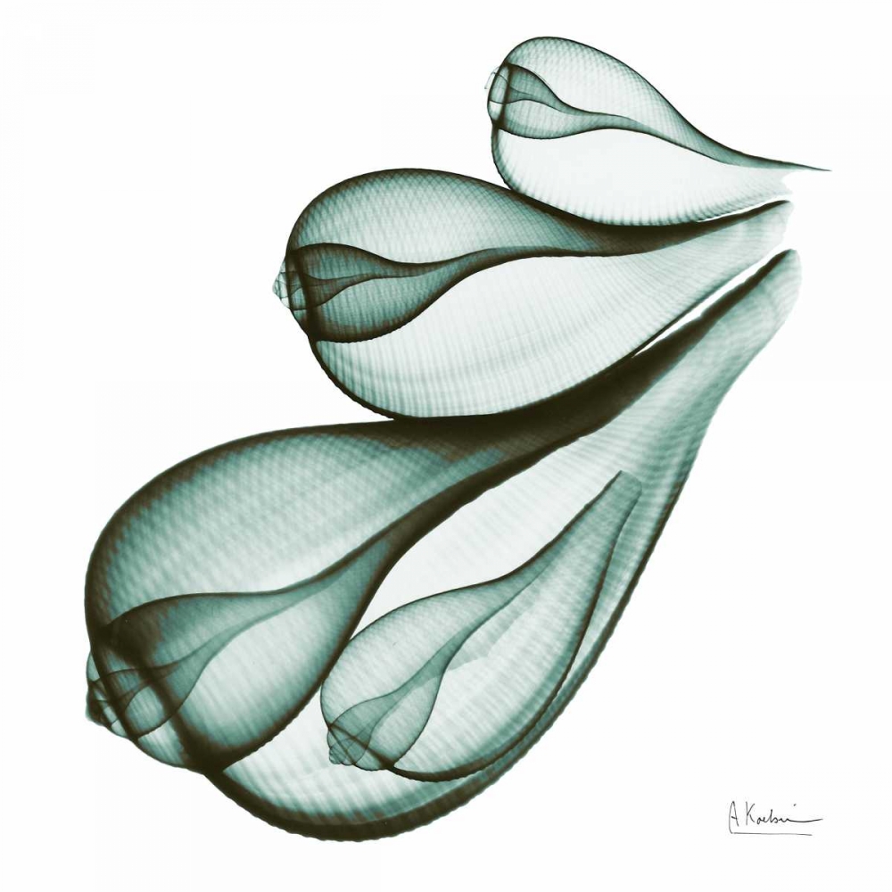 Sea Shells in Green art print by Albert Koetsier for $57.95 CAD