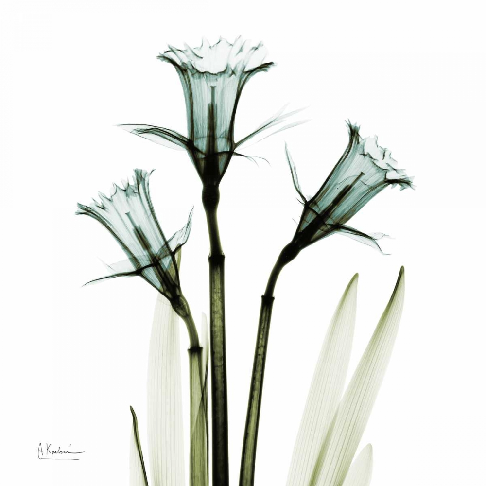 Three Daffodils in Green art print by Albert Koetsier for $57.95 CAD