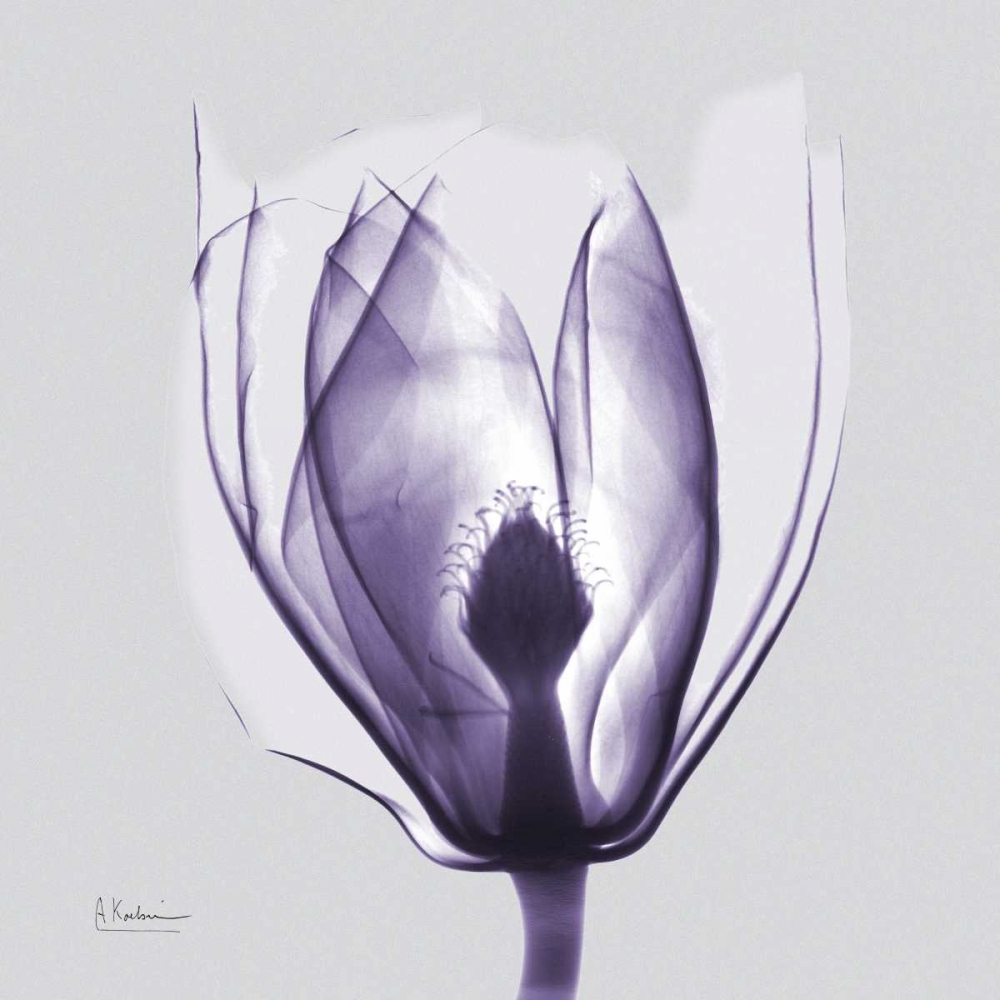 Purple Tulip Bud on Purple art print by Albert Koetsier for $57.95 CAD
