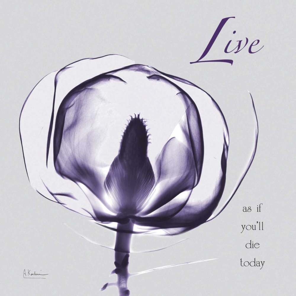 Plum Magnolia Live art print by Albert Koetsier for $57.95 CAD