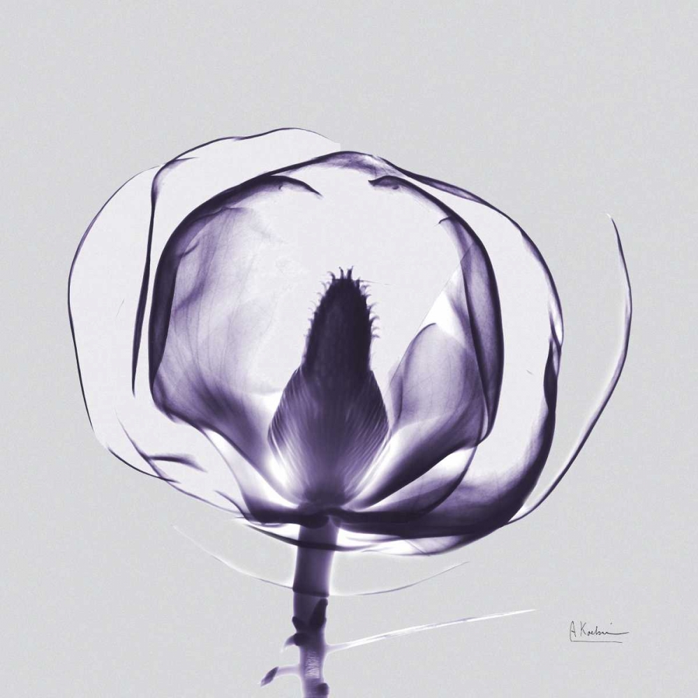 Purple Tulip Bud Open on Purple art print by Albert Koetsier for $57.95 CAD