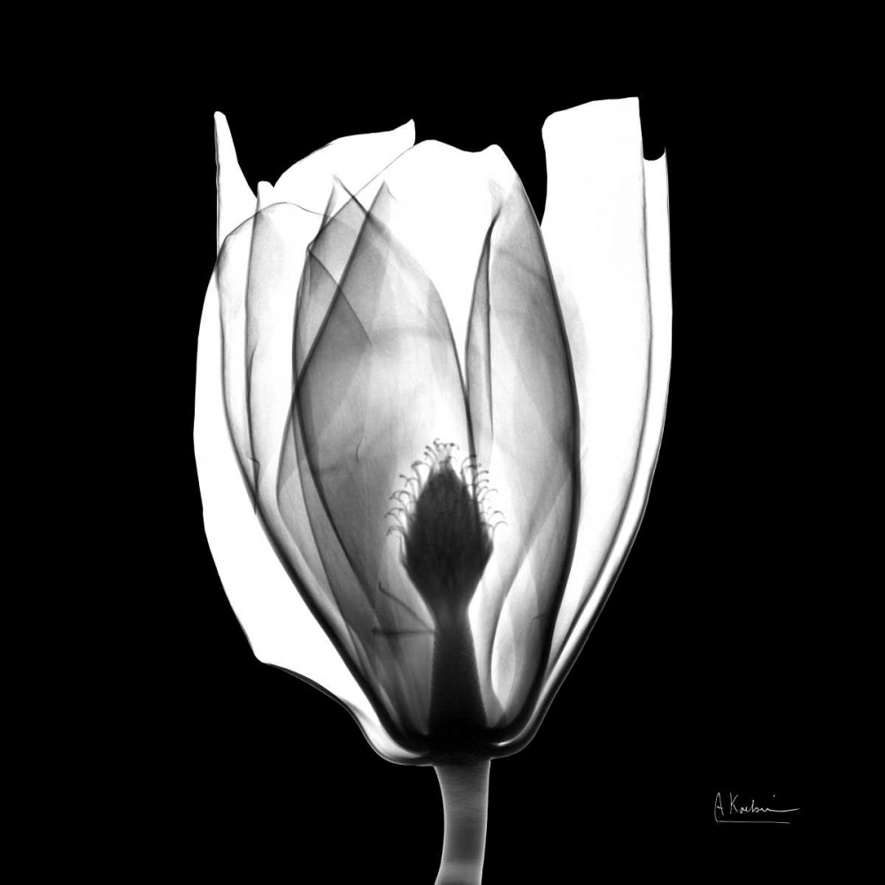 Beautiful Bulb on Black art print by Albert Koetsier for $57.95 CAD