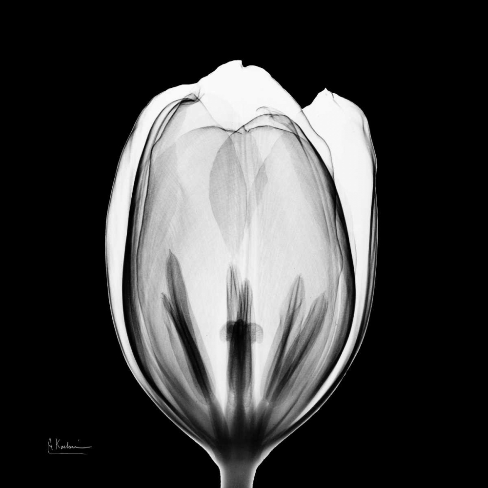 Beautiful Bulb on Black 2 art print by Albert Koetsier for $57.95 CAD