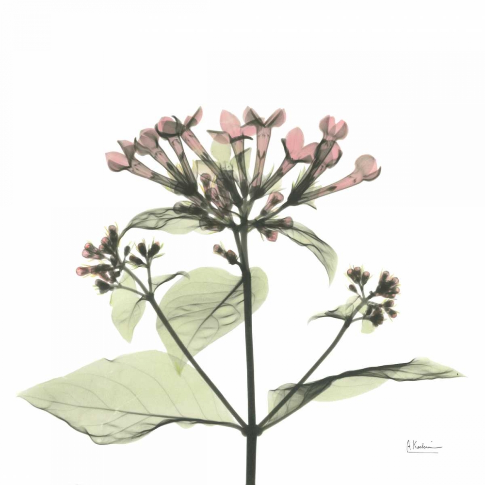 Pretty Pink Blooms art print by Albert Koetsier for $57.95 CAD