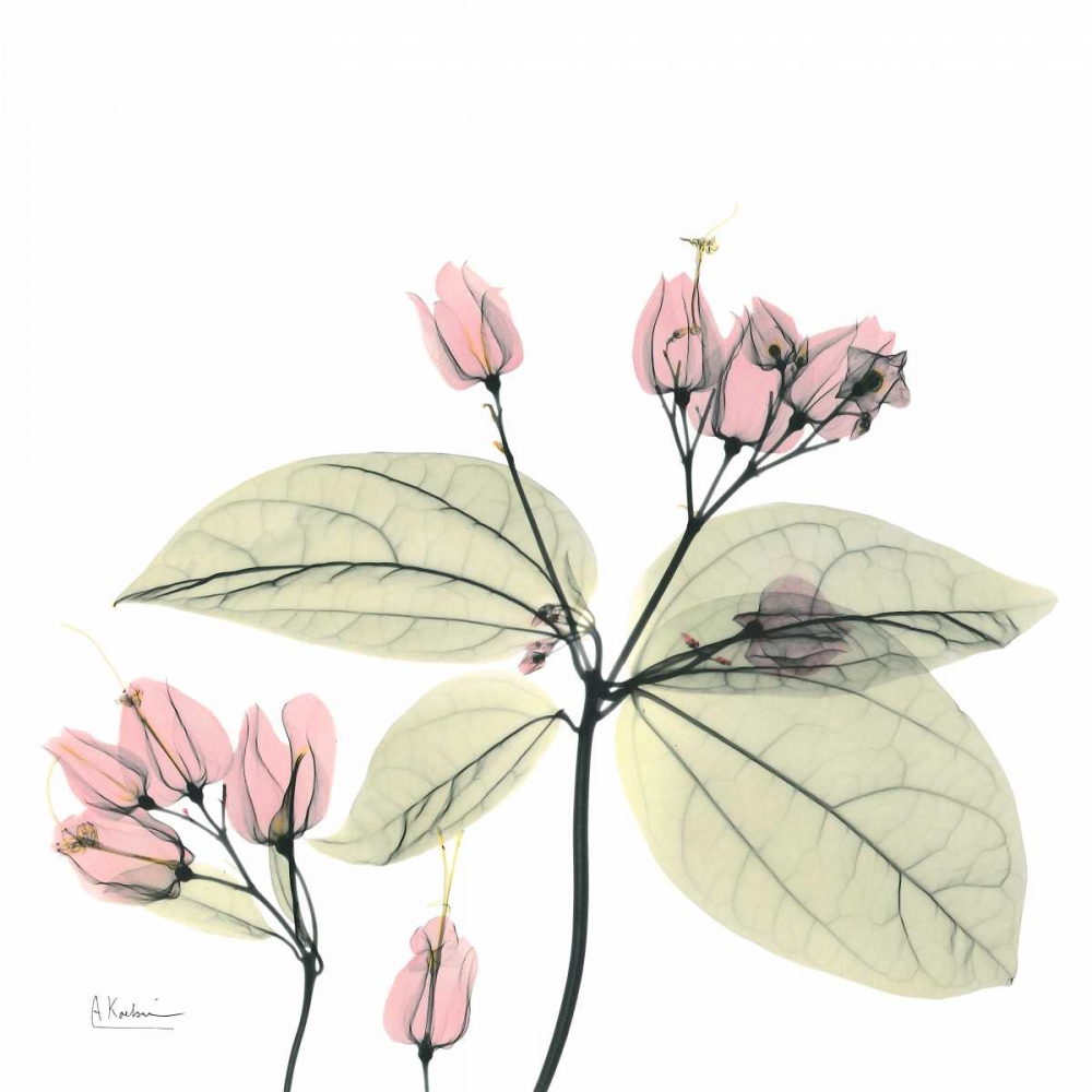 Pretty Pink Blooms 2 art print by Albert Koetsier for $57.95 CAD