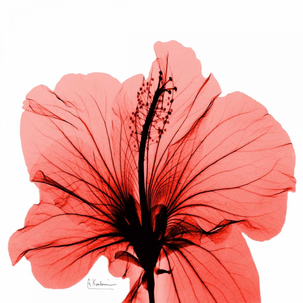 Close Up of Red Beauty art print by Albert Koetsier for $57.95 CAD