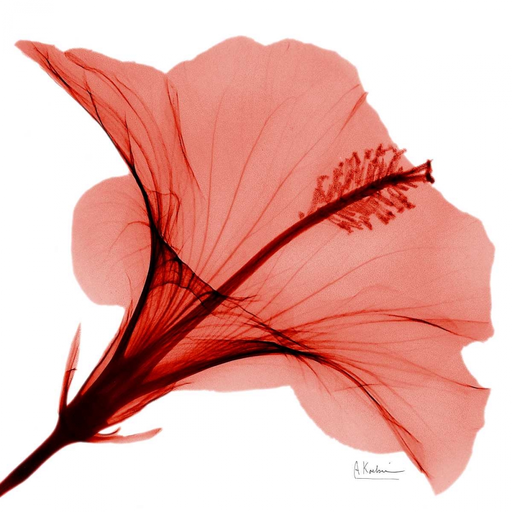 Close Up of Red Beauty 2 art print by Albert Koetsier for $57.95 CAD