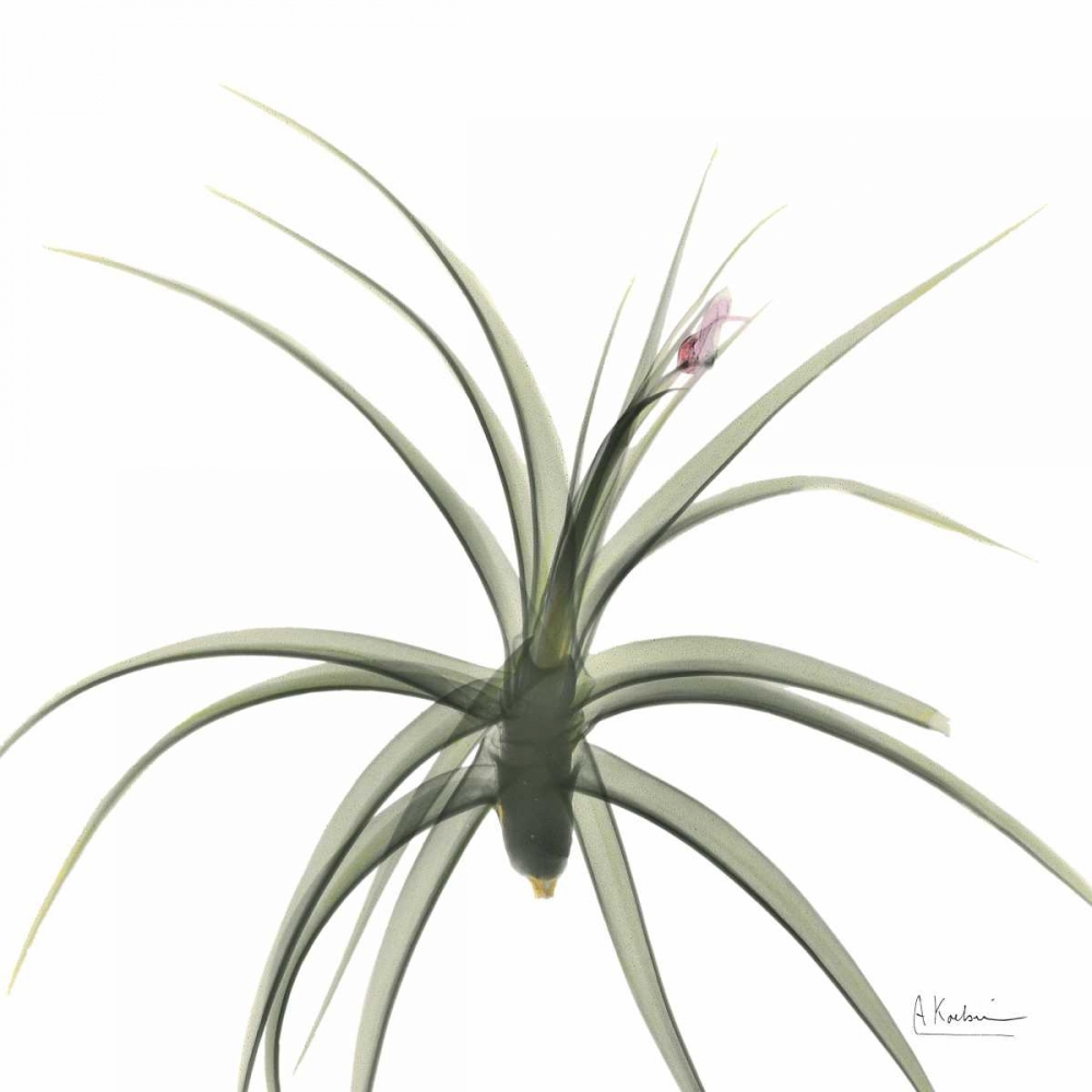 Brendas Bud art print by Albert Koetsier for $57.95 CAD