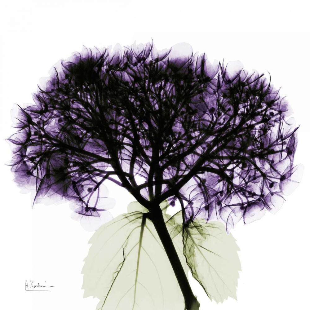 Purple Hydrangea Close up art print by Albert Koetsier for $57.95 CAD
