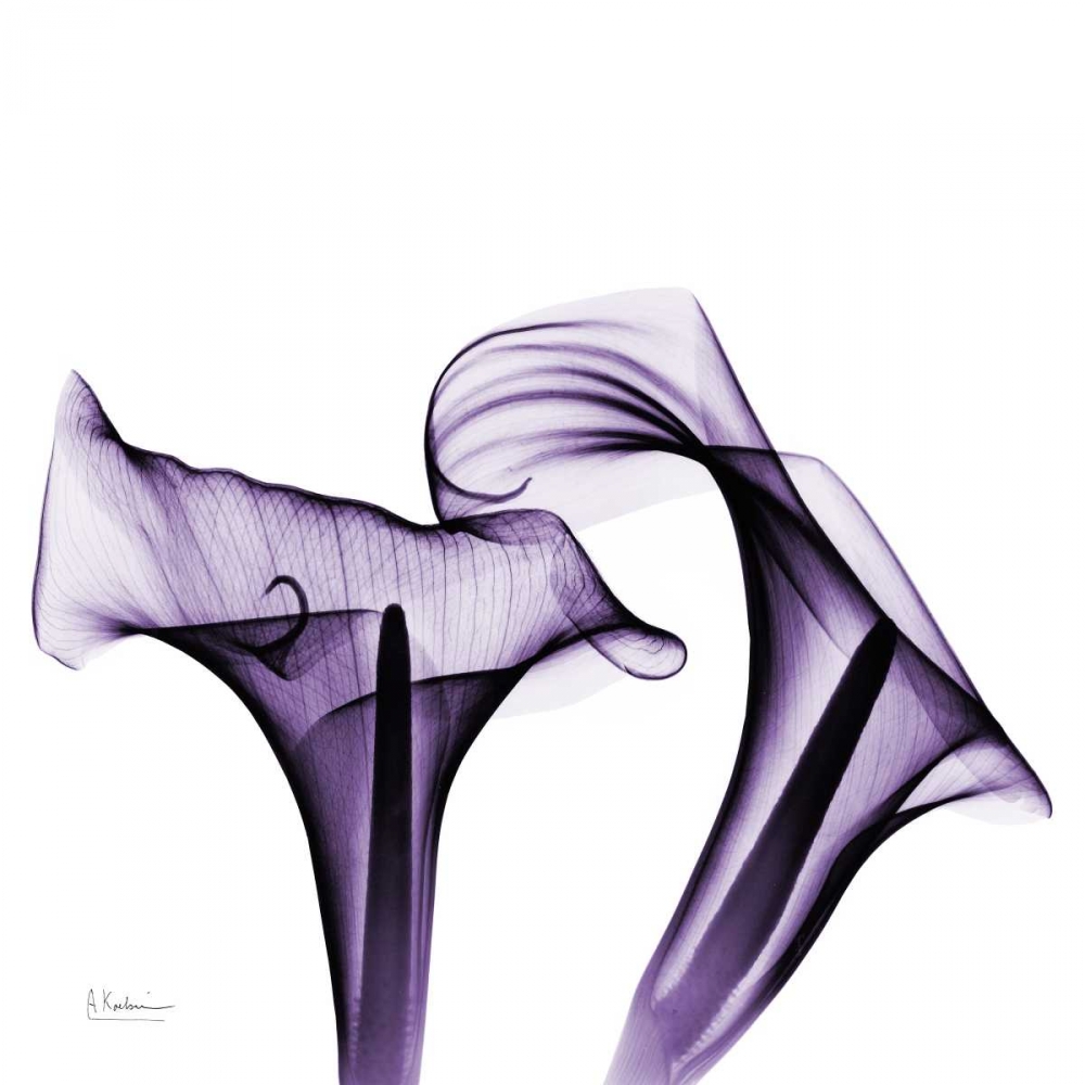 Violet Calla Twins art print by Albert Koetsier for $57.95 CAD