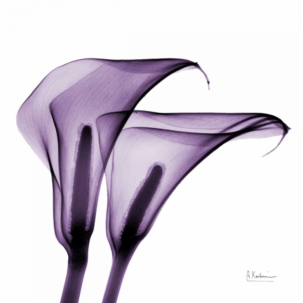Violet Calla Twins 2 art print by Albert Koetsier for $57.95 CAD