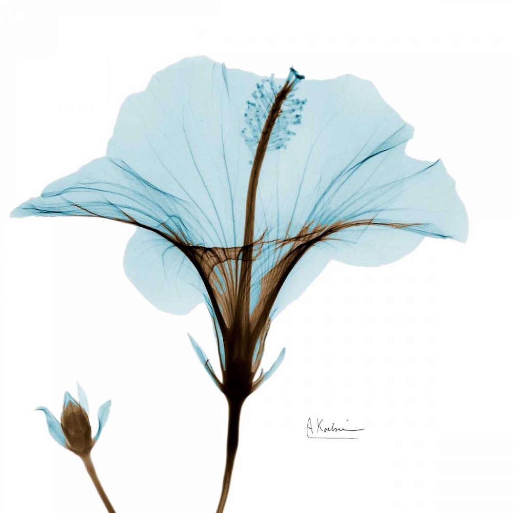 Hibiscus Wave art print by Albert Koetsier for $57.95 CAD