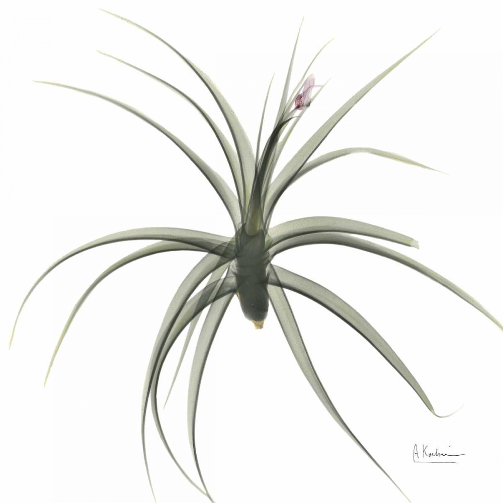 ZeroEntropyTillandsiaR51 art print by Albert Koetsier for $57.95 CAD