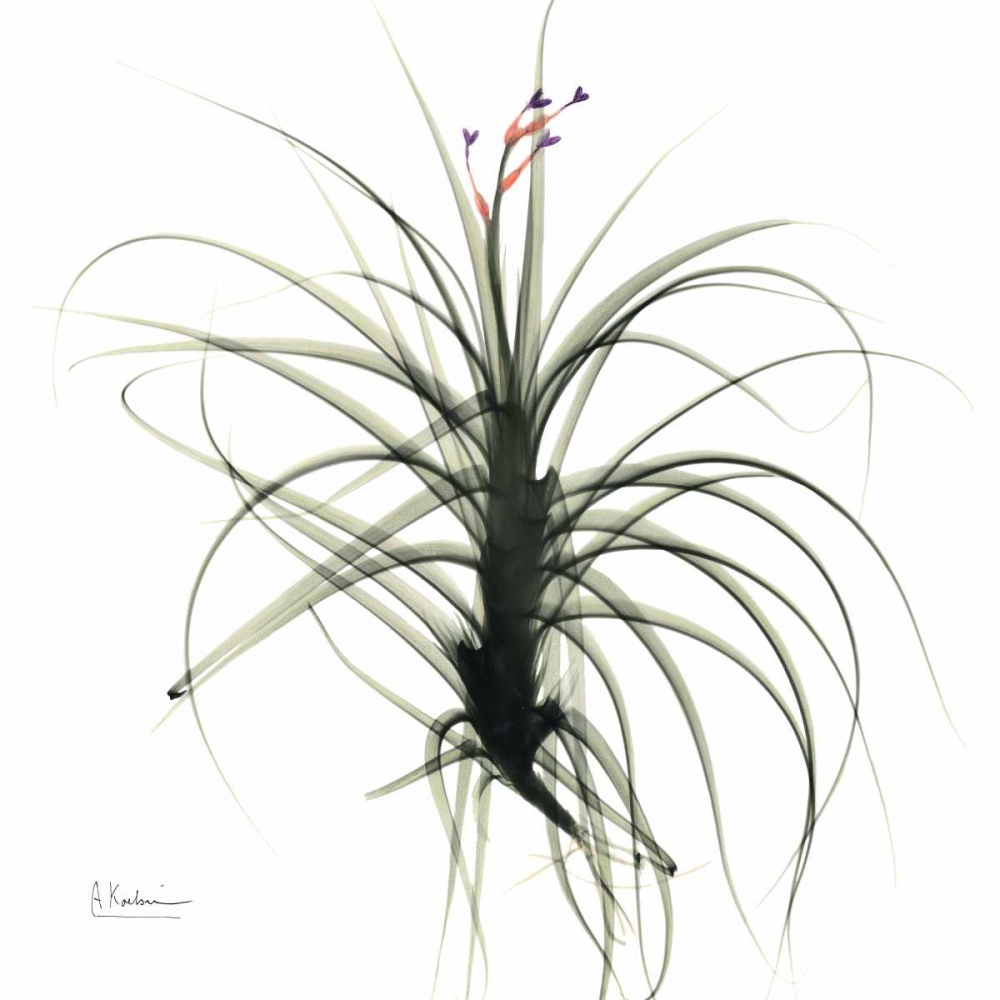 TillandsiaTOP art print by Albert Koetsier for $57.95 CAD