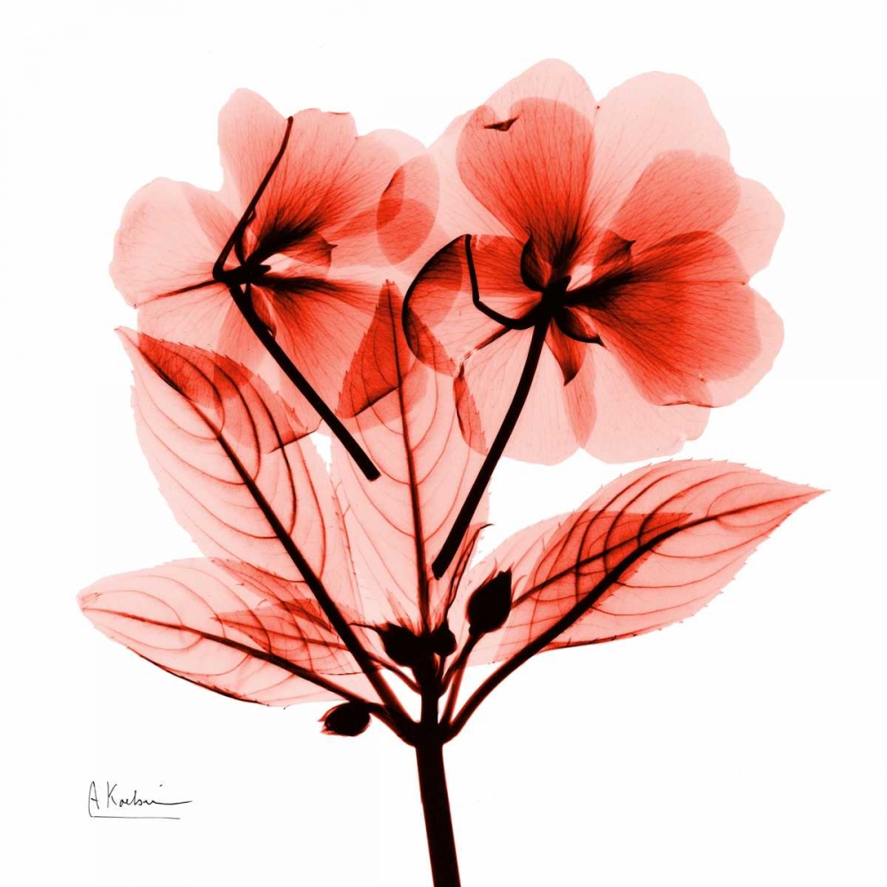 redImpatiens art print by Albert Koetsier for $57.95 CAD