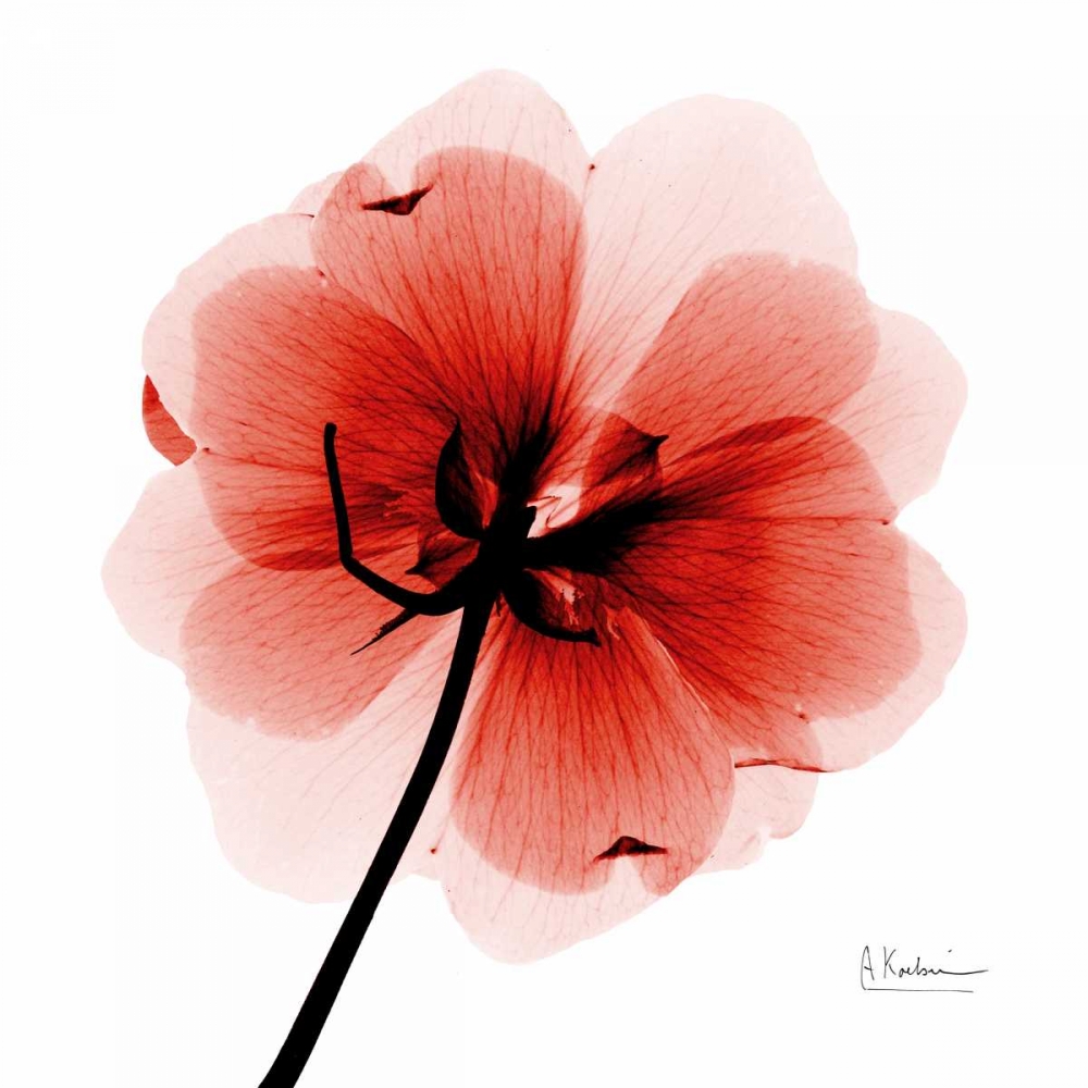 mockDogwood art print by Albert Koetsier for $57.95 CAD