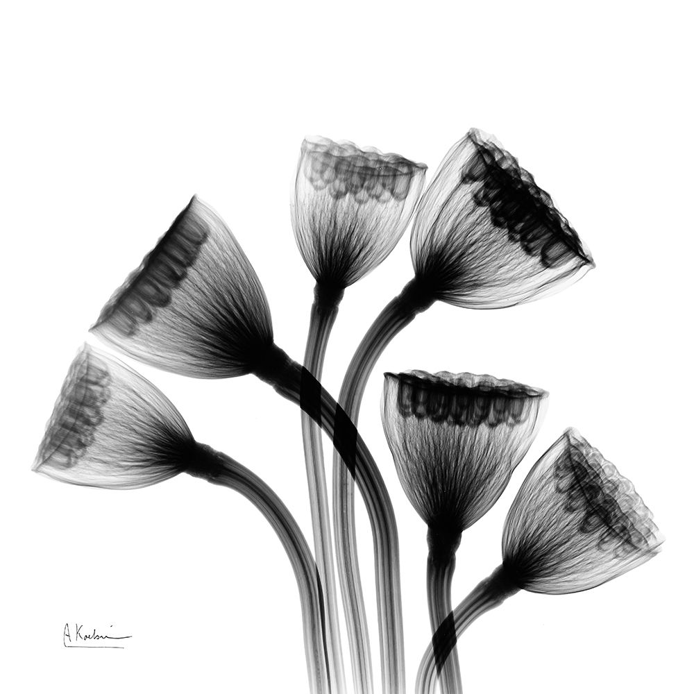 Lotus Lamps art print by Albert Koetsier for $57.95 CAD