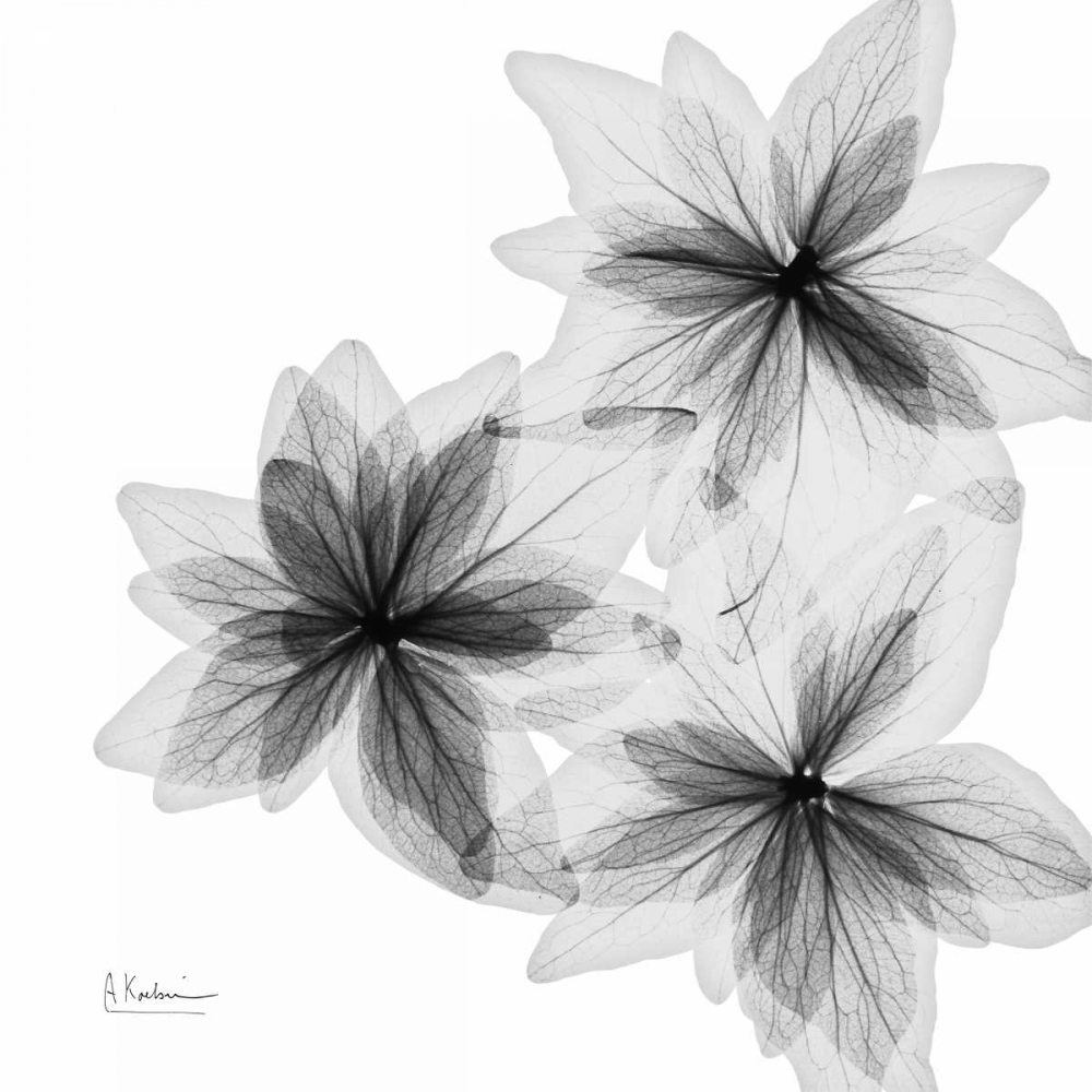 starburst art print by Albert Koetsier for $57.95 CAD