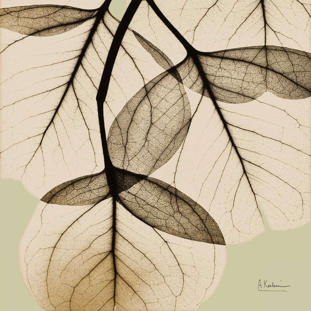 Eucalyptus art print by Albert Koetsier for $57.95 CAD