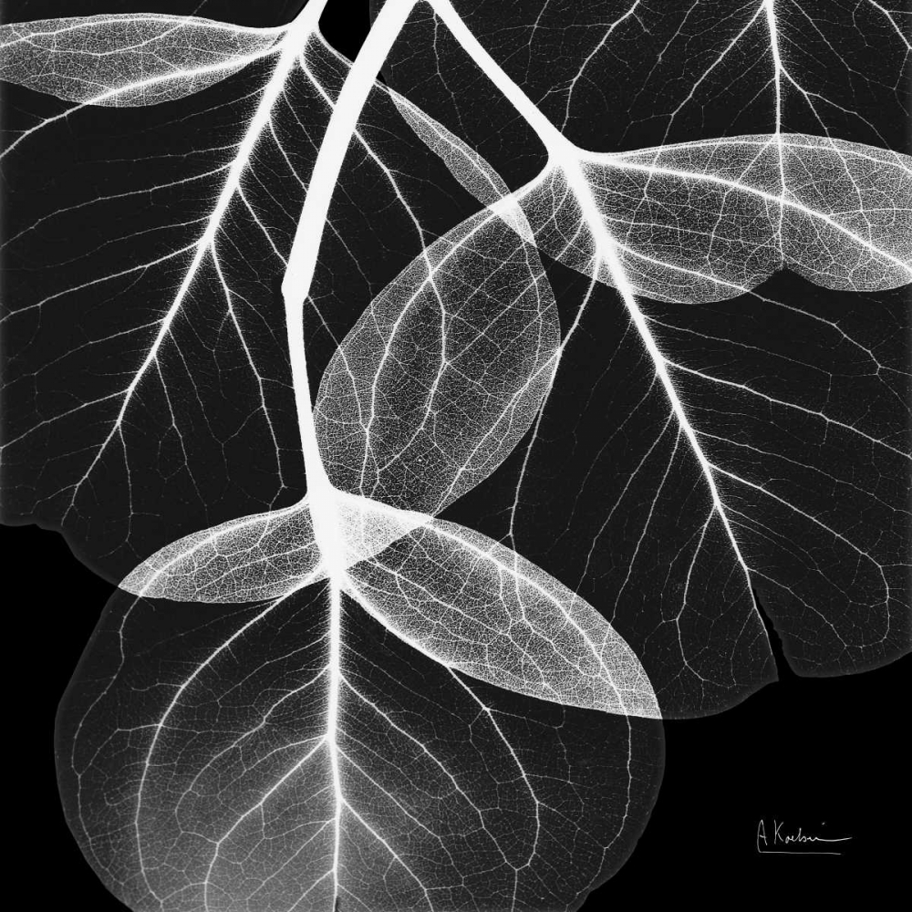 EucalyptusINVERTED art print by Albert Koetsier for $57.95 CAD