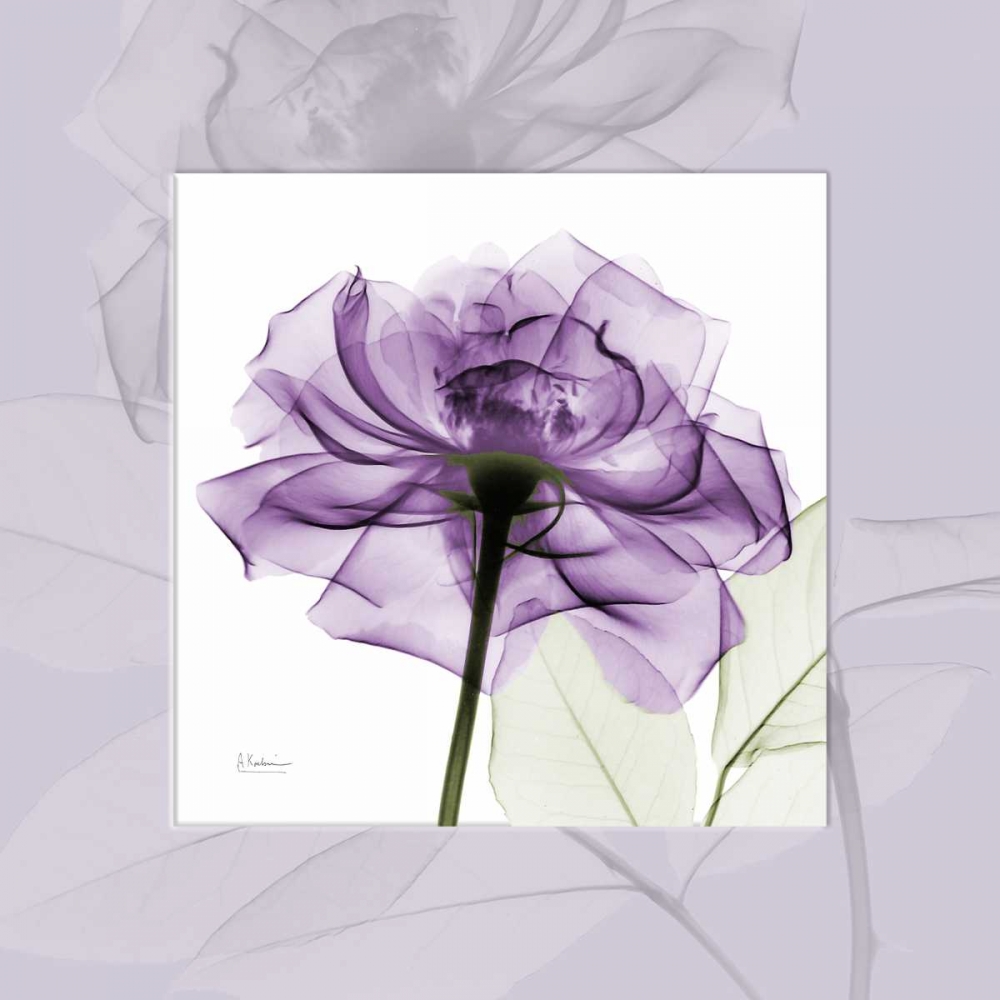 purpleRose art print by Albert Koetsier for $57.95 CAD