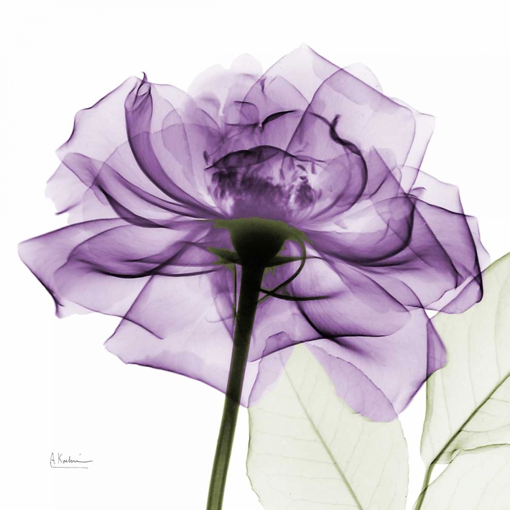purpleRose art print by Albert Koetsier for $57.95 CAD