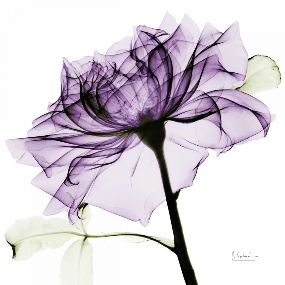 purpleRose2 art print by Albert Koetsier for $57.95 CAD