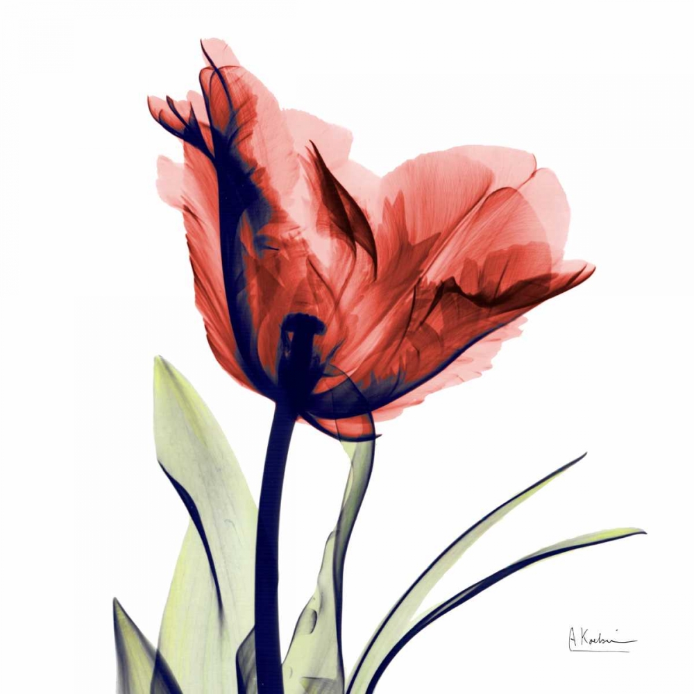 Tulip Red art print by Albert Koetsier for $57.95 CAD