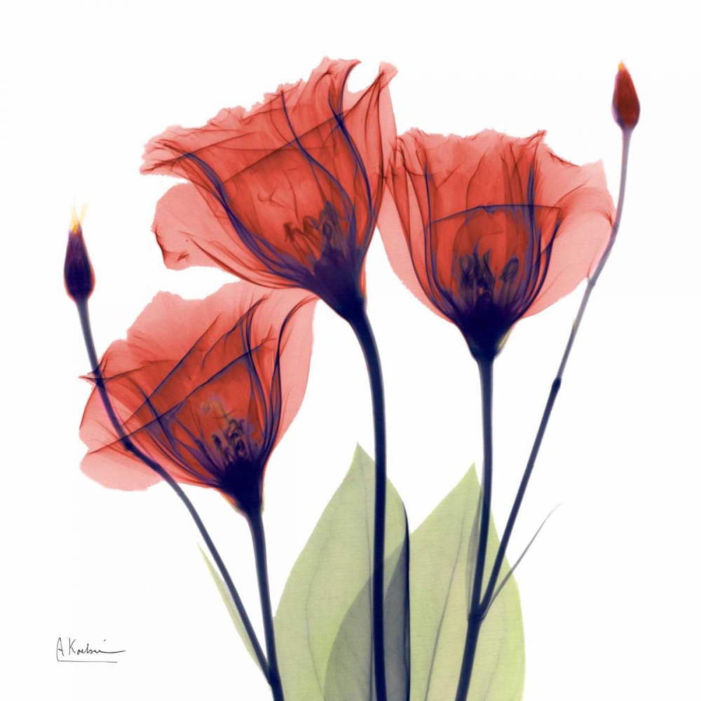 Gentian Red art print by Albert Koetsier for $57.95 CAD