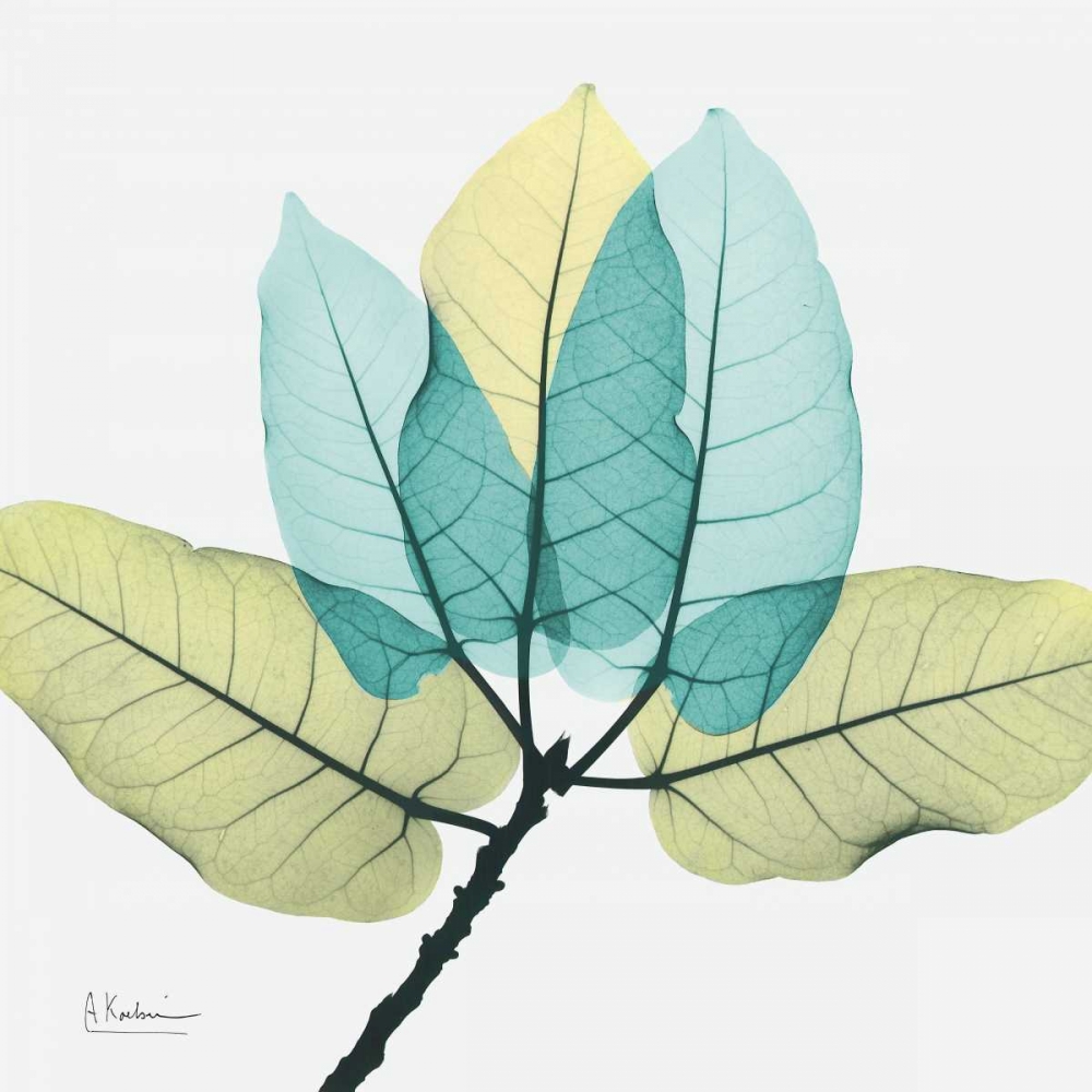 Ficus Burkey art print by Albert Koetsier for $57.95 CAD