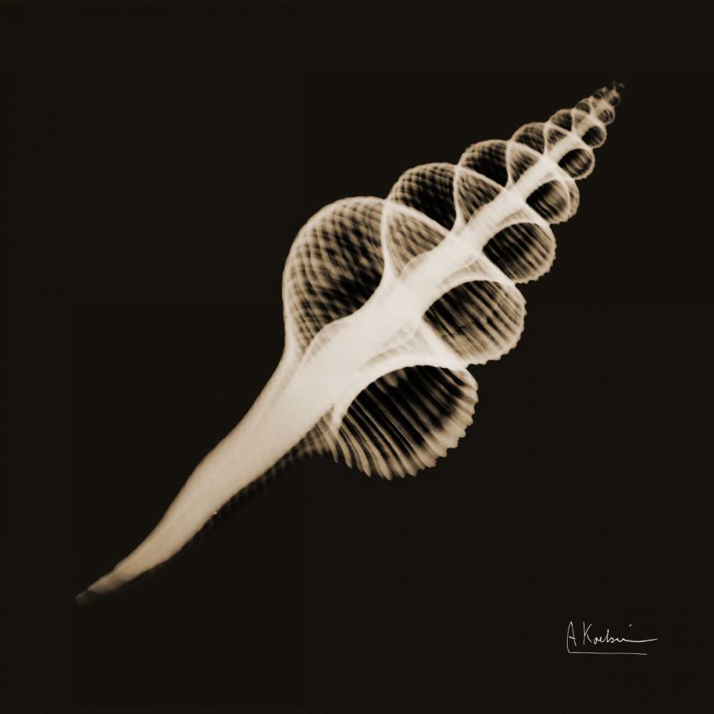 Fusinus Colus_sepia art print by Albert Koetsier for $57.95 CAD
