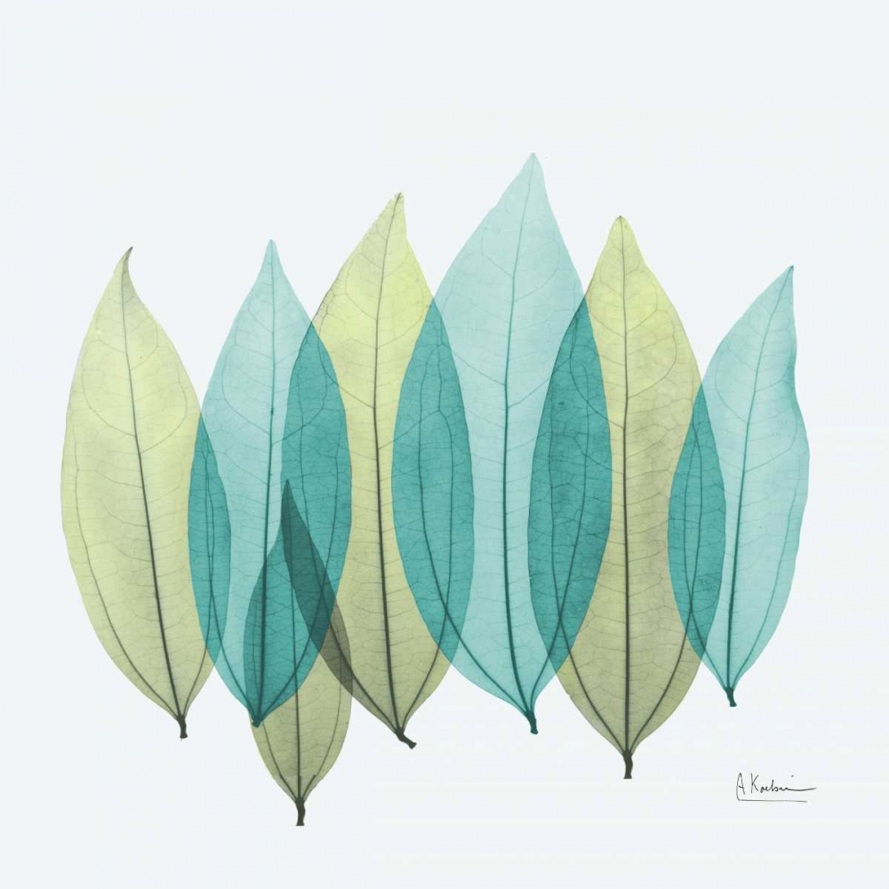 Coculus Leaf L348 art print by Albert Koetsier for $57.95 CAD