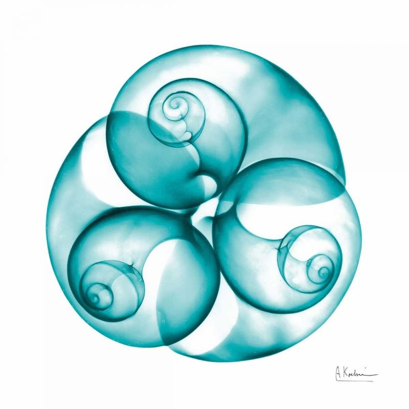 Moon snail Trio art print by Albert Koetsier for $57.95 CAD