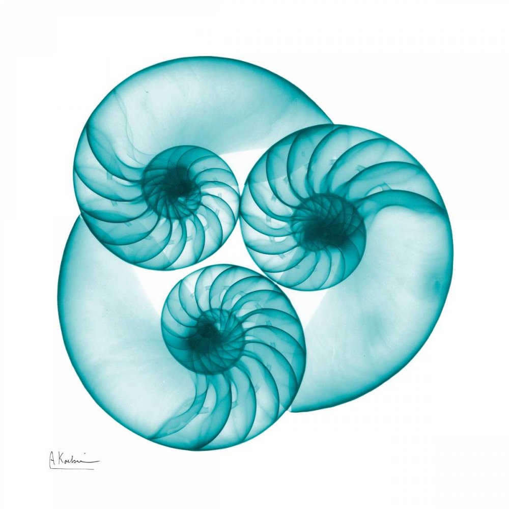 Nautilus Trio art print by Albert Koetsier for $57.95 CAD