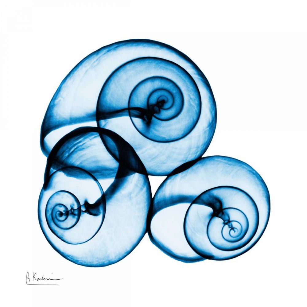 Electric Blue Moonsnails 1 art print by Albert Koetsier for $57.95 CAD