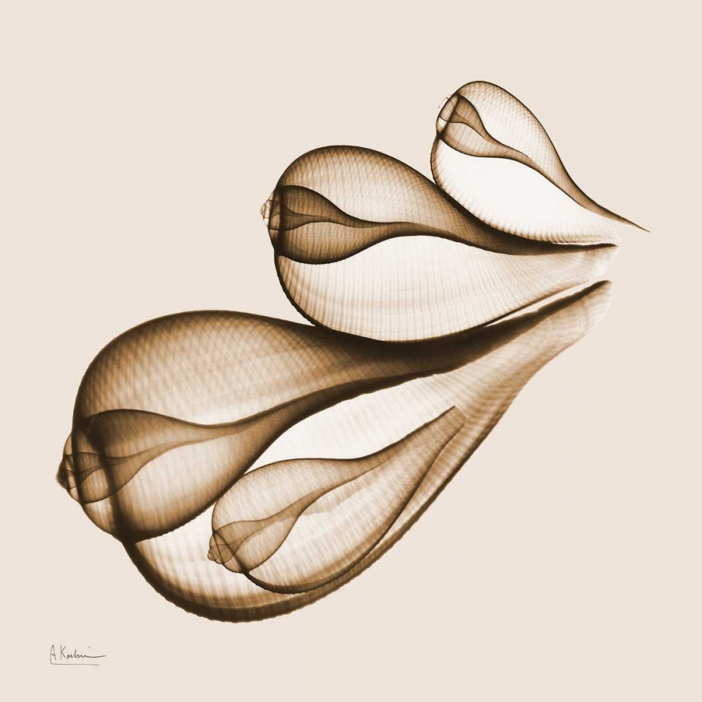 Fig Shells F124 art print by Albert Koetsier for $57.95 CAD