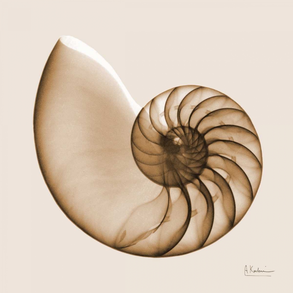 Sepia Nautilus art print by Albert Koetsier for $57.95 CAD