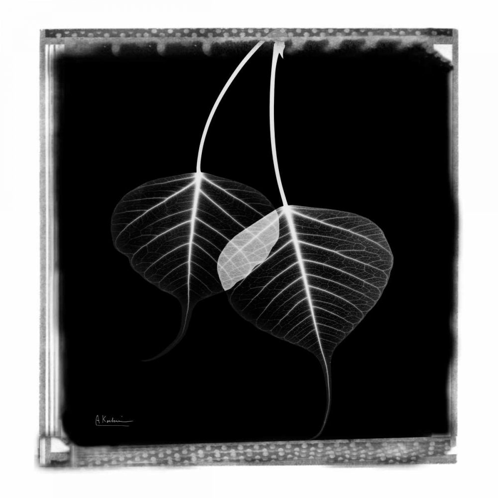 Bodhi Tree STAR art print by Albert Koetsier for $57.95 CAD
