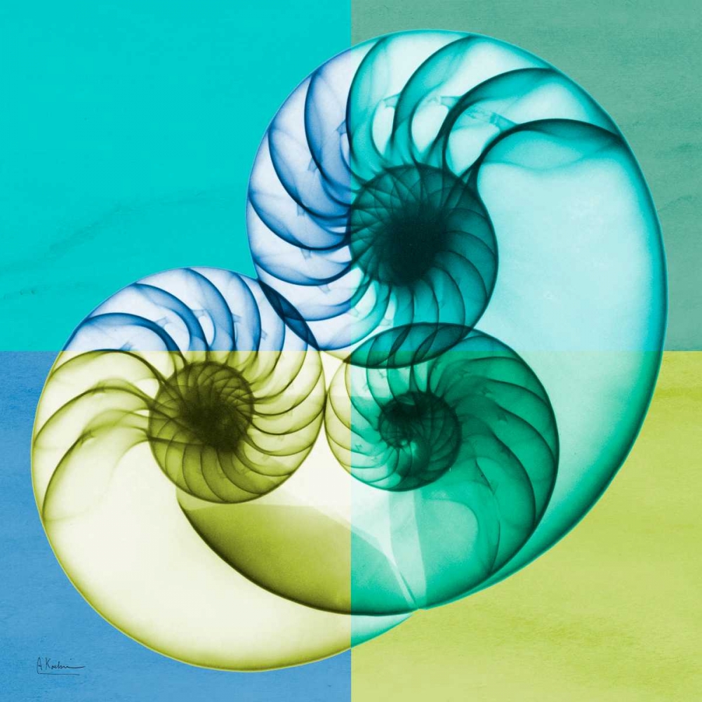 Blue Green Shell 2 art print by Albert Koetsier for $57.95 CAD