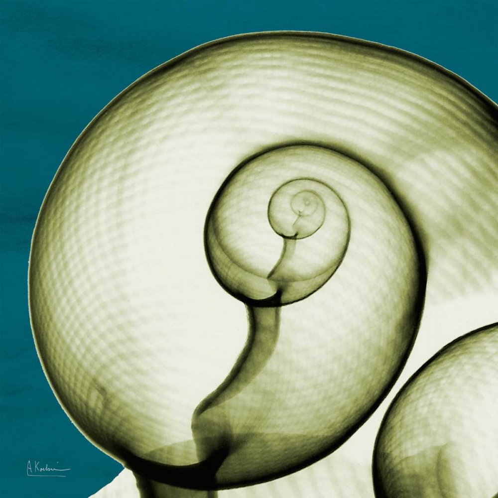 Moon Snail art print by Albert Koetsier for $57.95 CAD
