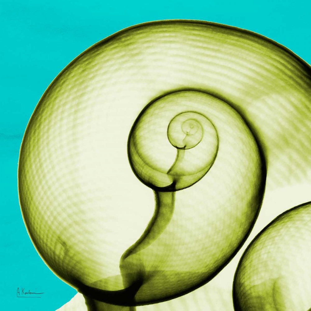Moon Snail art print by Albert Koetsier for $57.95 CAD