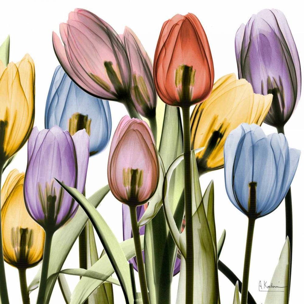Tulipscape art print by Albert Koetsier for $57.95 CAD