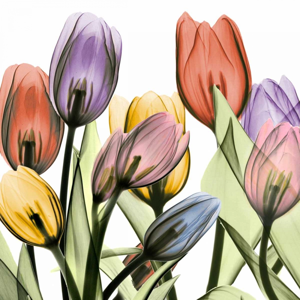 Tulipscape 2 art print by Albert Koetsier for $57.95 CAD