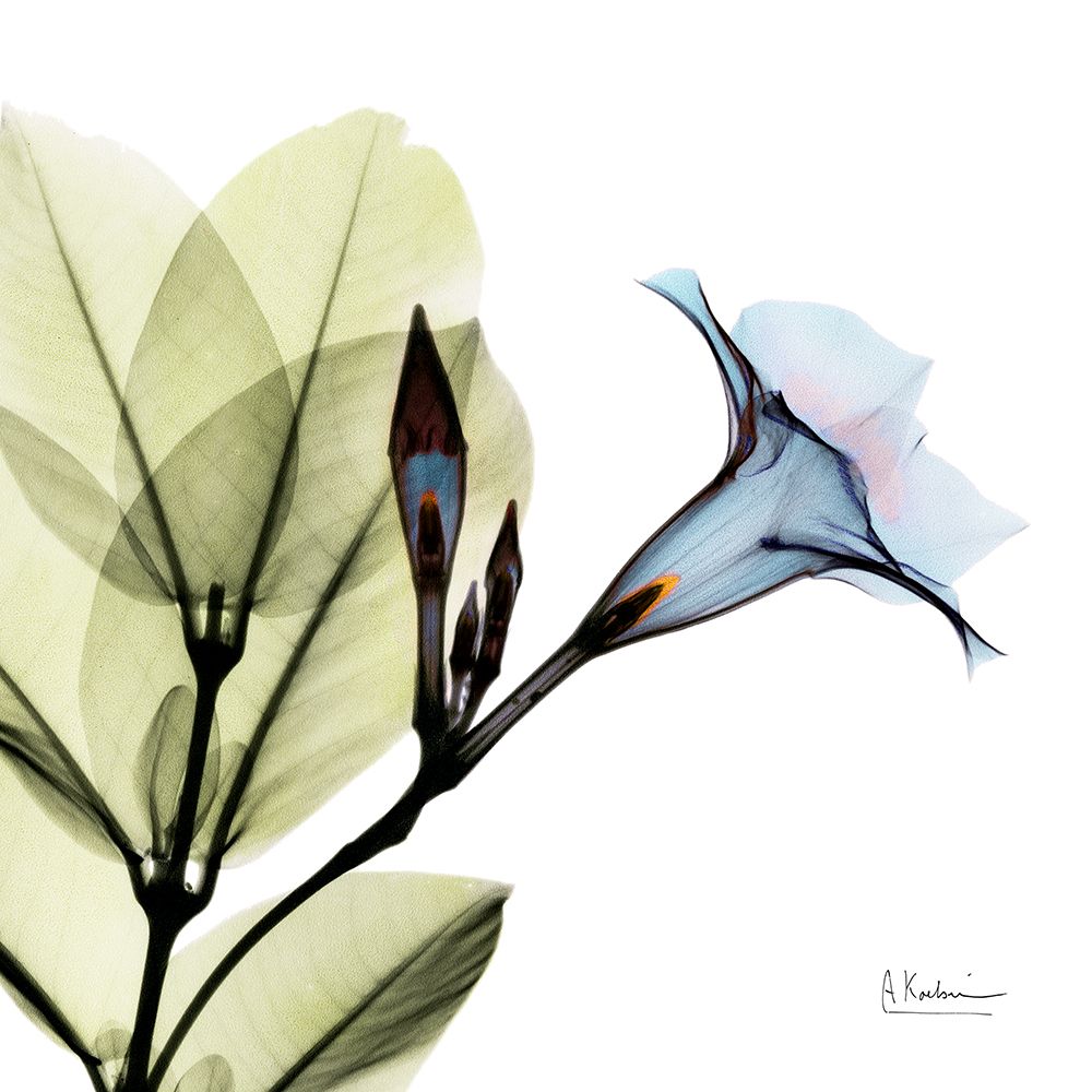 Mandelilla art print by Albert Koetsier for $57.95 CAD