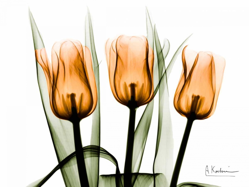 Tulips Orange art print by Albert Koetsier for $57.95 CAD