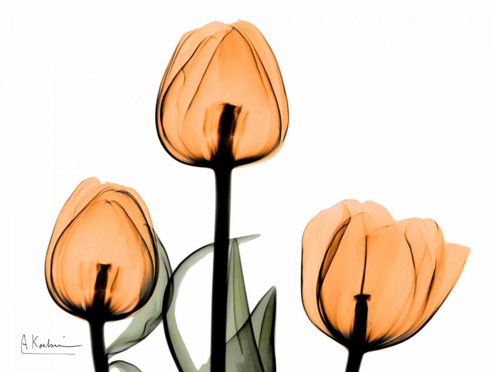 Tulips Orange art print by Albert Koetsier for $57.95 CAD