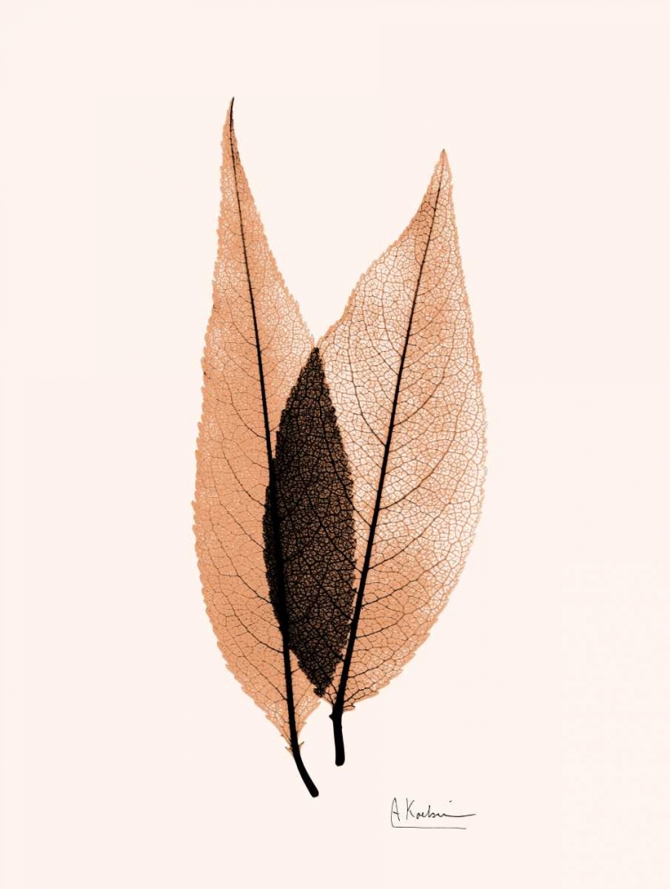 Caplulin Cherry Orange art print by Albert Koetsier for $57.95 CAD