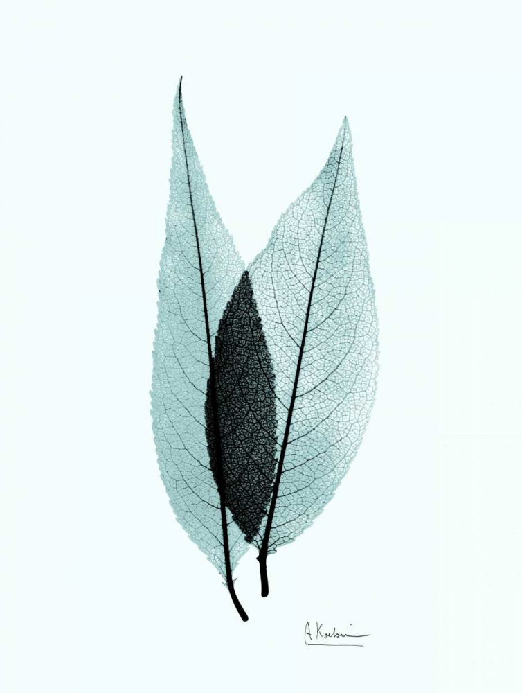 Caplulin Cherry Teal art print by Albert Koetsier for $57.95 CAD