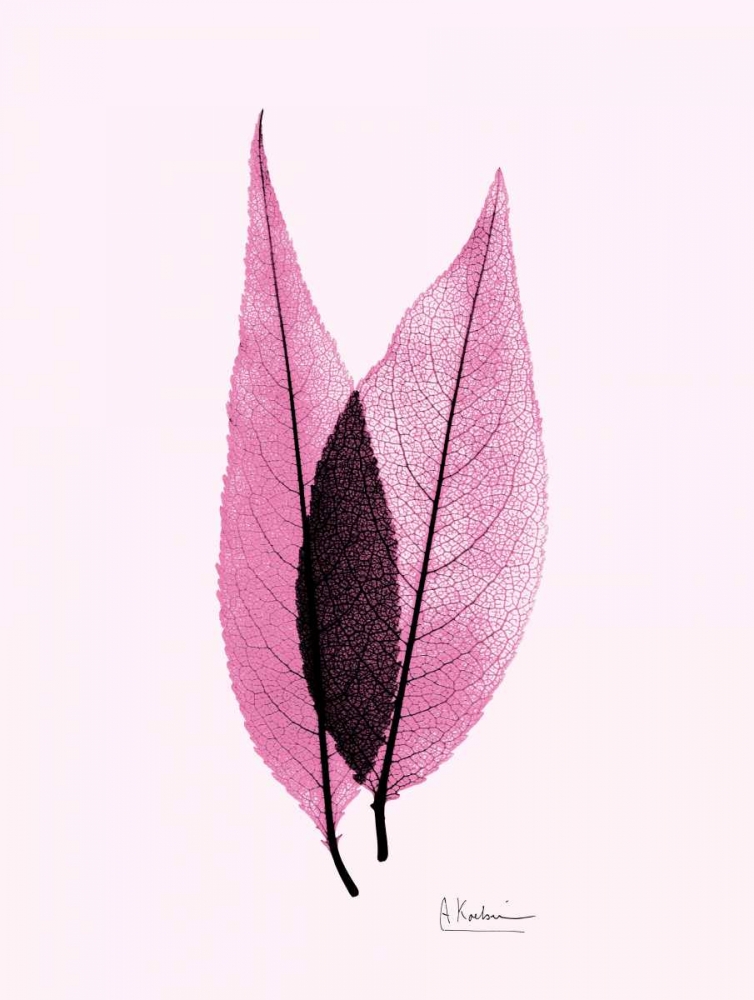Caplulin Cherry Pink art print by Albert Koetsier for $57.95 CAD