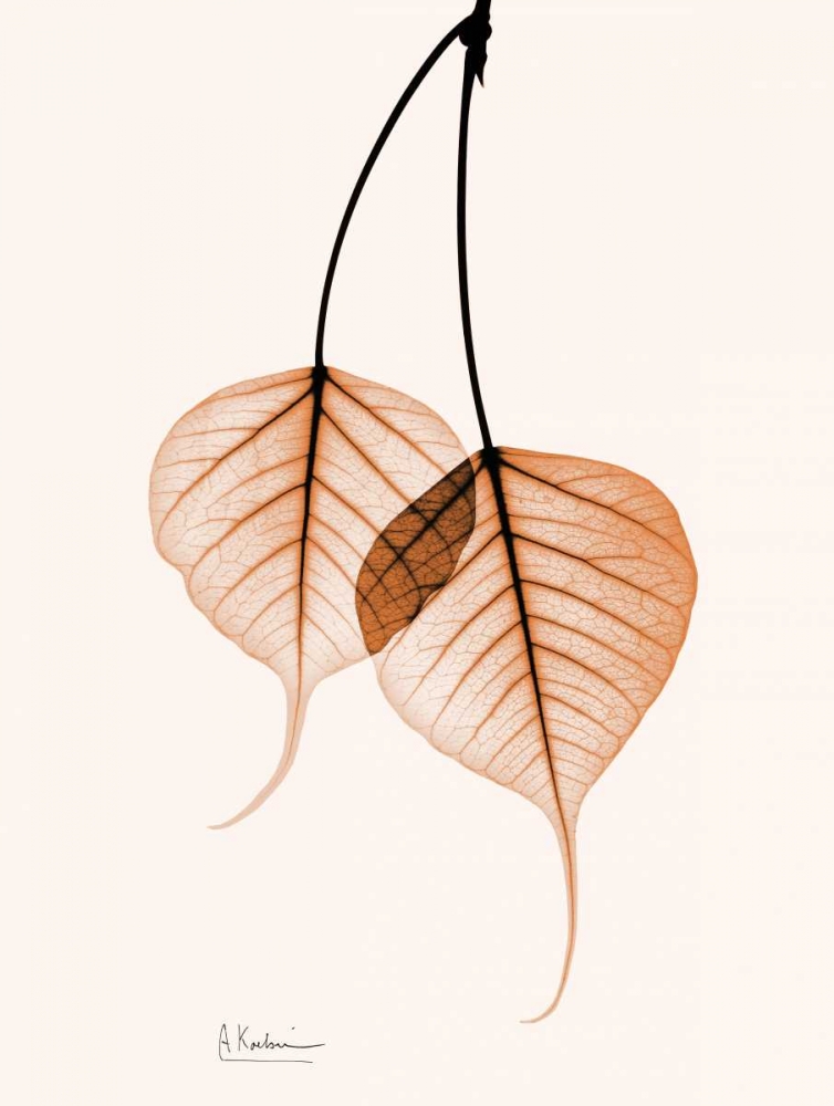 Bodhi Tree orange art print by Albert Koetsier for $57.95 CAD
